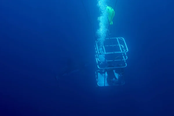 Mergulho Gaiola Com Tubarão Branco Enquanto Vem Até Você Oceano — Fotografia de Stock