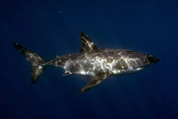Großer Weißer Hai Während Ihnen Auf Tiefblauem Meeresgrund Kommt — Stockfoto