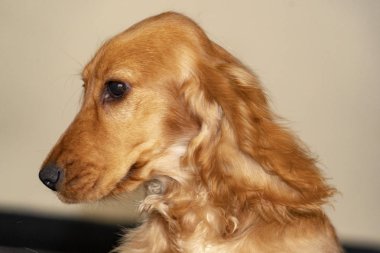 köpek yavrusu köpek yavru horoz İspanyol portre bakıyorsun