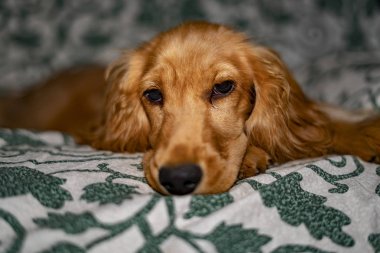 sevimli köpek yavrusu köpek yavru horoz İspanyol bir kanepe kanepede uyuyor