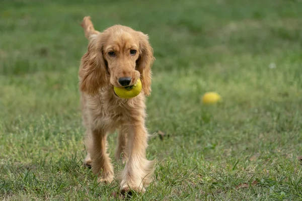 Hvalp hund cocker spaniel portræt på græs - Stock-foto