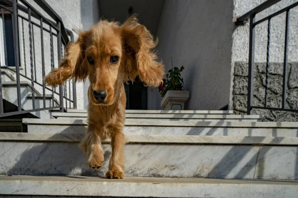 Cachorro Perro Cocker Spaniel Retrato Mientras Abajo Escalera — Foto de Stock