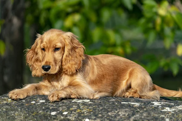 Szczeniak Cocker Spaniel Pies Portret Zielona Trawa Tło — Zdjęcie stockowe