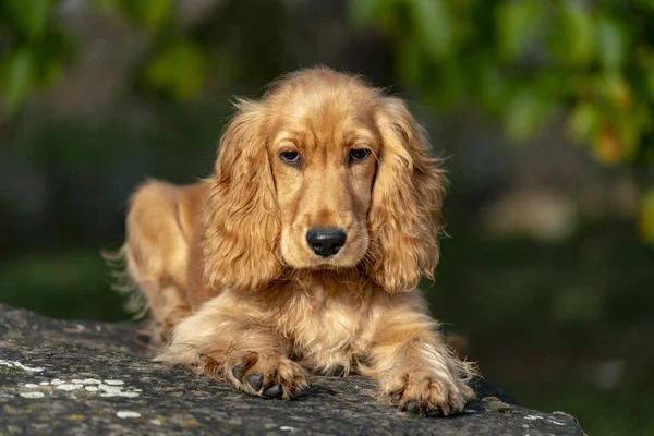 Cachorro Cão Cocker Spaniel Retrato Verde Grama Fundo — Fotografia de Stock