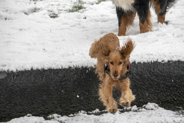 Счастливый Кокер Щенок Бегающий Снегу — стоковое фото