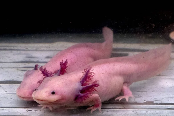 Axolotl Mexikanischer Salamander Porträt Unter Wasser Während Sie Dich Anschauen — Stockfoto