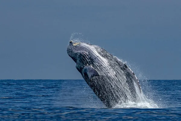 Ballena Jorobada Rompiendo Sobre Fondo Oceánico Pacífico Cabo San Lucas — Foto de Stock