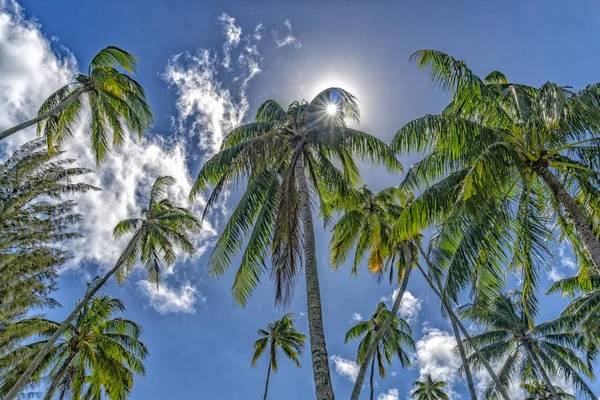 Coconut Palm Tree Detail Close Polynesia — Stock Photo, Image