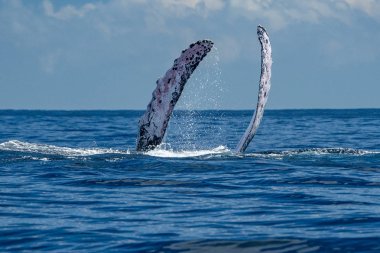 kambur balina Pasifik Okyanusu arka planda cabo san'FIN tokat lucas Meksika