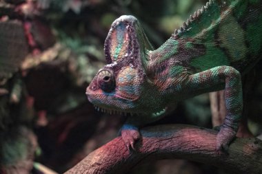 Chamaleon kapatmak dikey