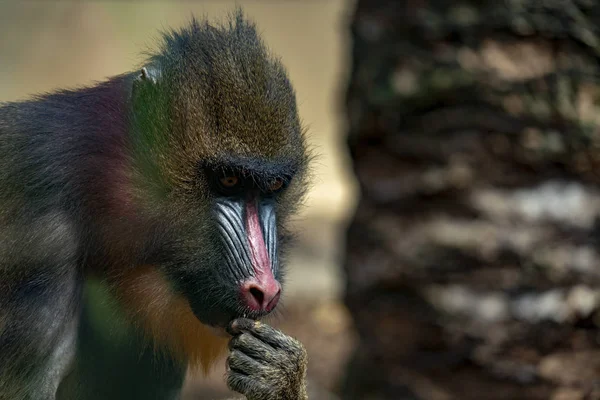 Mandrill Monkey Cerrar Retrato Mientras Mira — Foto de Stock