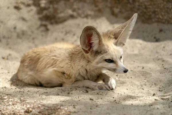 Fennec Lisa Pustyni Portret Patrząc Ciebie — Zdjęcie stockowe