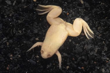 Albino kurbağa Afrika kapatmak kadar ayrıntı