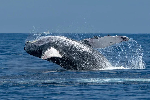 Humpback Whale Breaching Pacific Ocean Background Cabo San Lucas Mexico — Stock Photo, Image