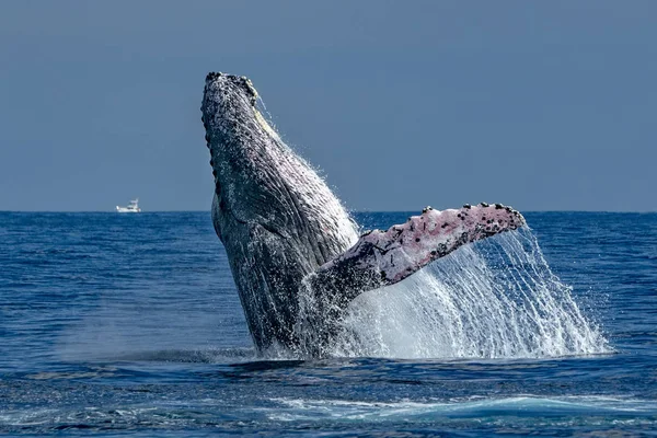 Ballena Jorobada Rompiendo Sobre Fondo Oceánico Pacífico Cabo San Lucas —  Fotos de Stock