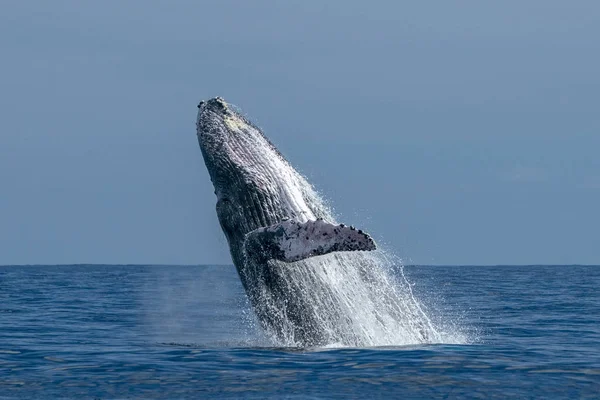 Ballena Jorobada Rompiendo Sobre Fondo Oceánico Pacífico Cabo San Lucas — Foto de Stock