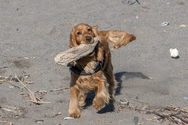 在海滩公鸡上玩耍的小狗 — 图库照片