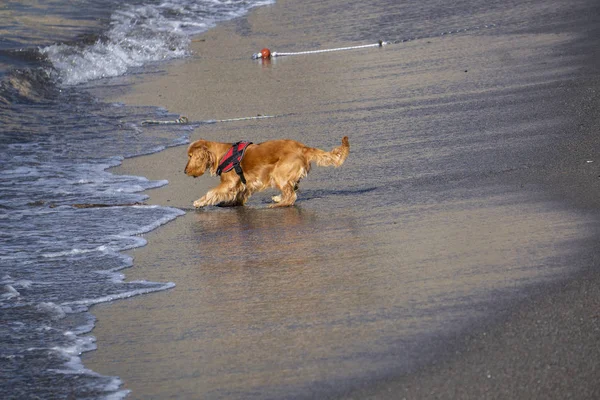 Junge Hunde Welpen Spielen Auf Dem Strand Cocker Spaniel — Stockfoto