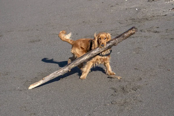 Cachorros Filhotes Brincando Praia Cocker Spaniel — Fotografia de Stock