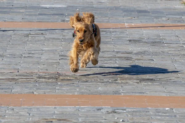 Young Dogs Puppy Cocker Spaniel Running You — Stock Photo, Image