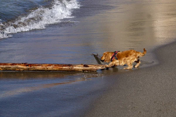 Junge Hunde Welpen Spielen Auf Dem Strand Cocker Spaniel — Stockfoto