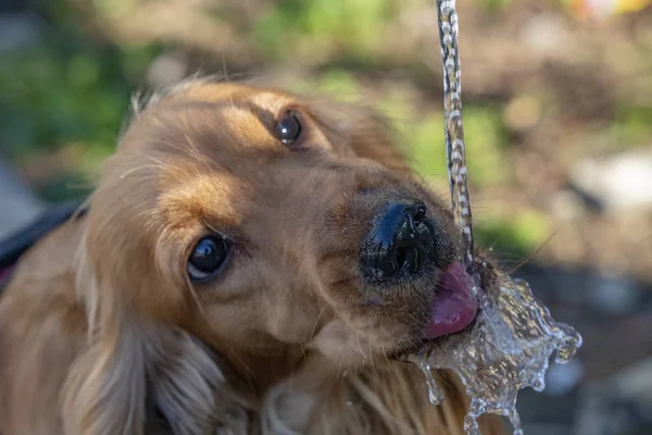 Chien Assoiffé Chiot Cocker Spaniel Tout Buvant Eau — Photo