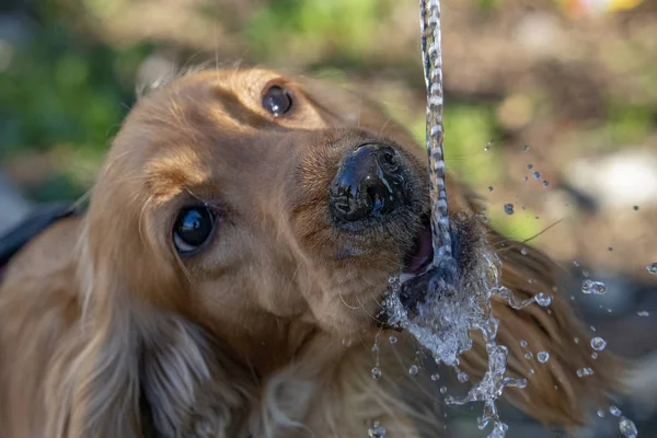 Törstig Hundvalp Cocker Spaniel Medan Dricksvatten — Stockfoto