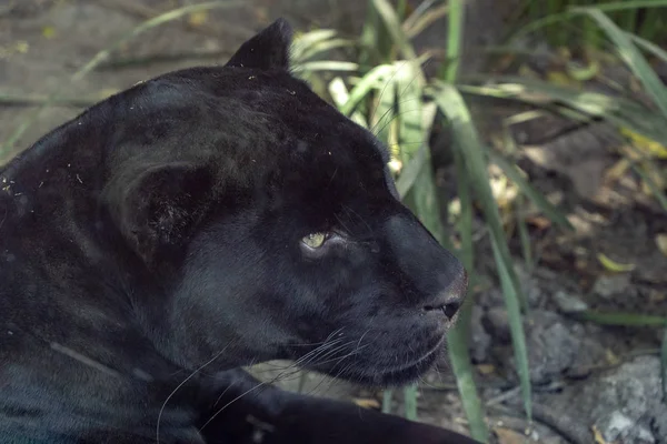 Black panther jaguar eyes portrait