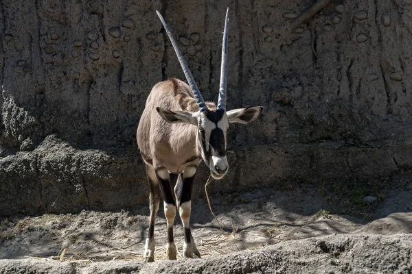 Oryx Afrikansk Antilop Porträtt Isolerade — Stockfoto