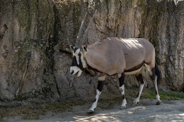 Oryx Afrikansk Antilop Porträtt Isolerade — Stockfoto