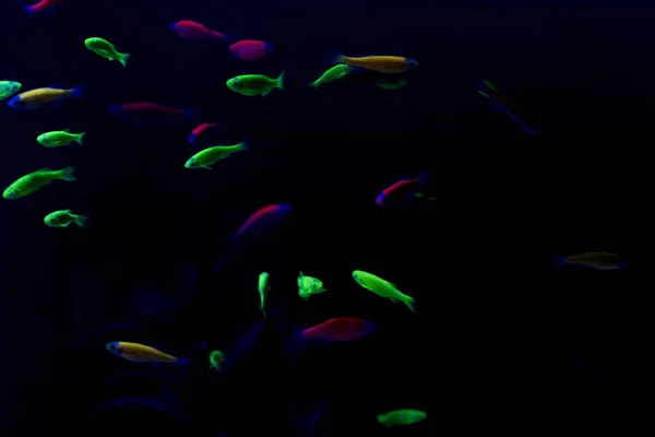 neon fish in aquarium on black