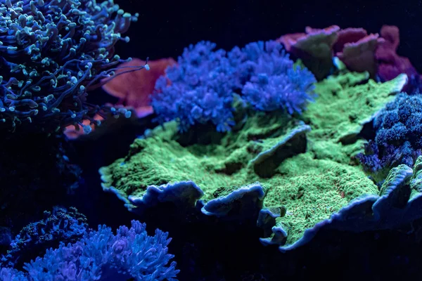 Macro Corail Dur Aquarium Pendant Croissance — Photo