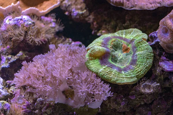 Hard Coral Macro Aquarium While Growing — Stock Photo, Image
