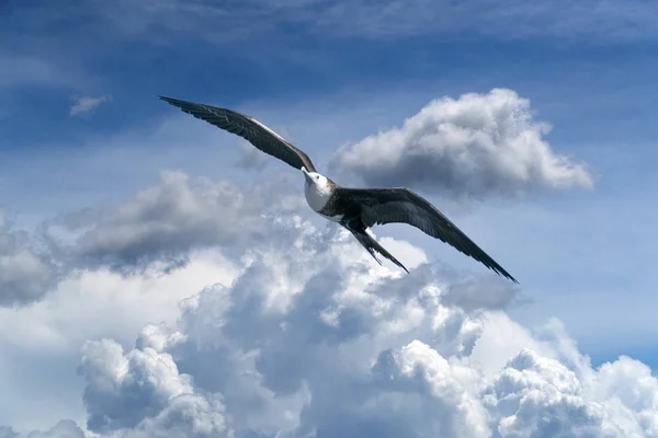 Frégate Oiseau Tout Volant Dans Ciel Arrière Plan — Photo