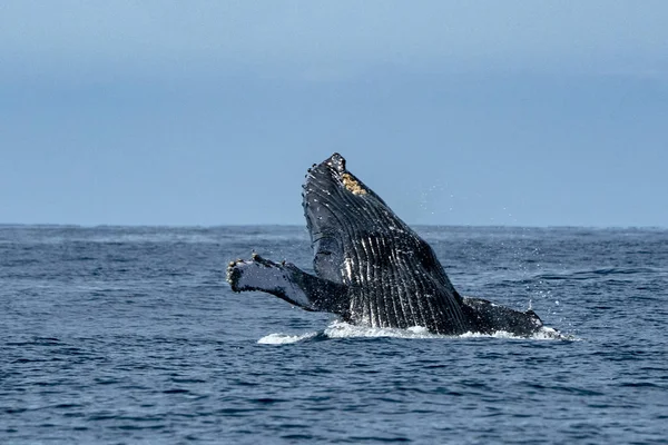 Knölval Bryter Stilla Havet Bakgrund Cabo San Lucas Mexiko — Stockfoto