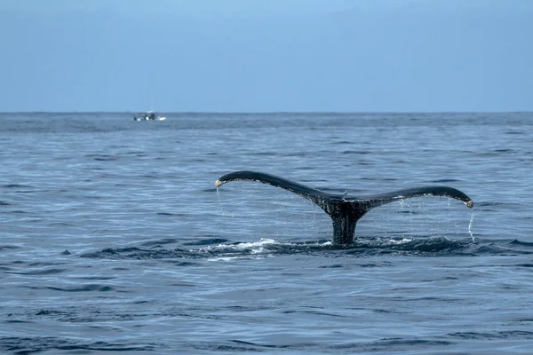 太平洋の海を背景に水没ザトウクジラ尾 — ストック写真