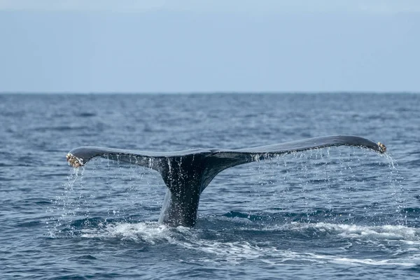 Bultrug Staart Inlaten Stille Oceaan Achtergrond — Stockfoto