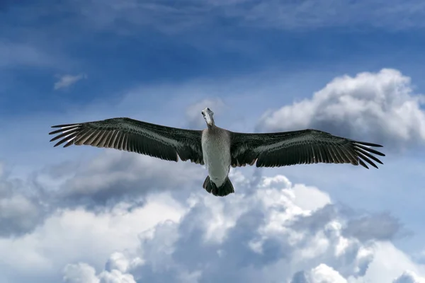 Pelican Samtidigt Som Flyger Mulen Himmel Bakgrund — Stockfoto