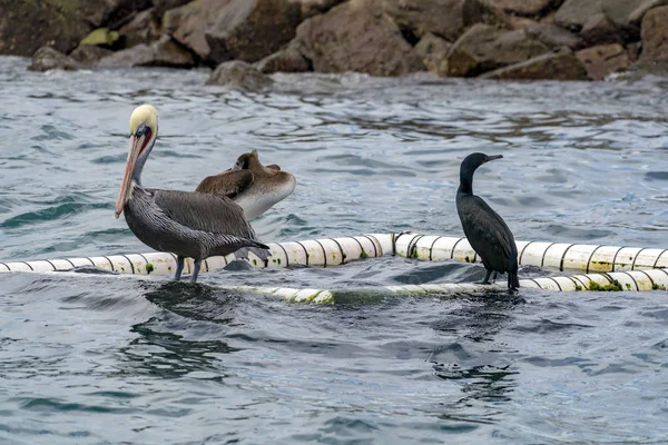 ペリカンと水の背景に鵜 — ストック写真