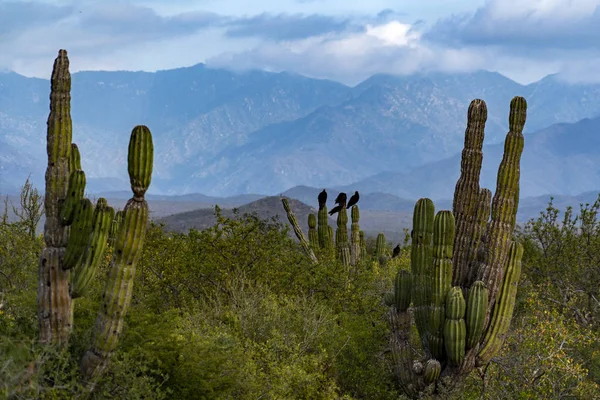 Sierra Laguna Baja Calidad Sobre México —  Fotos de Stock