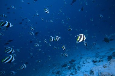 mavi okyanusun angel balık sürüsü 