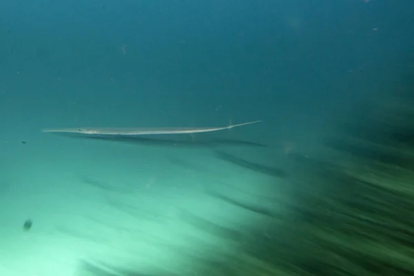 Move effect Flute trumpet fish while diving indonesia detail — Stock Photo, Image