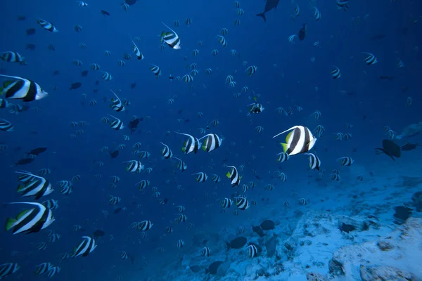Engelsfischschwärme im blauen Ozean — Stockfoto