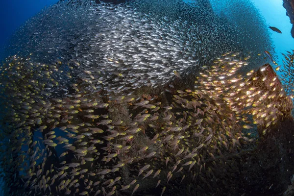 Inside Glass fishes giant bait ball — Stock Photo, Image