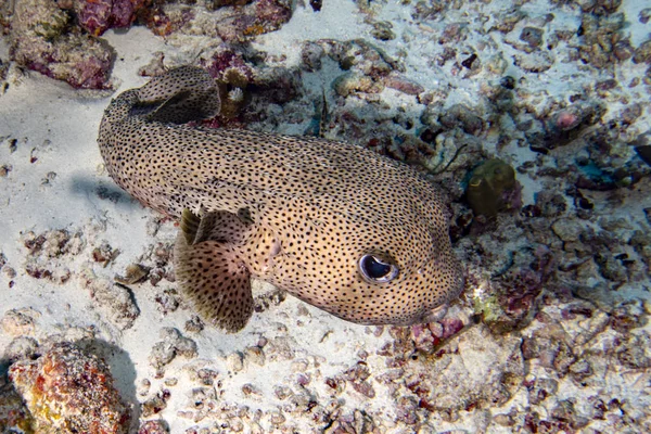 Caixa oceânica gigante peixe puffer retrato subaquático — Fotografia de Stock