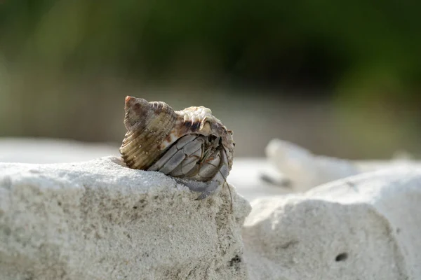 Eremit krabba på vita sand tropiskt paradis strand — Stockfoto