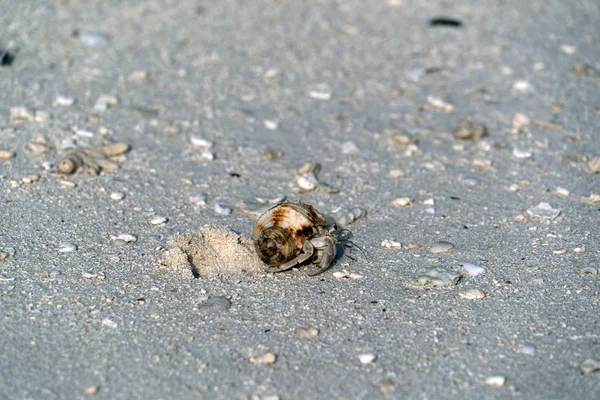 Hermit crab on white sand tropical paradise beach — Stock Photo, Image