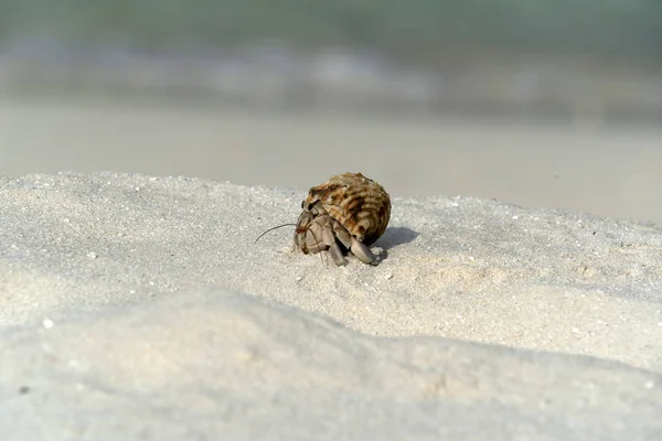 隐士蟹在白色沙子热带天堂海滩 — 图库照片