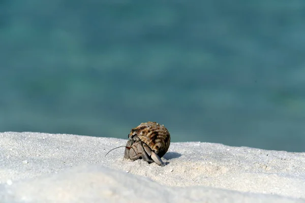 Granchio eremita sulla spiaggia di sabbia bianca paradiso tropicale — Foto Stock