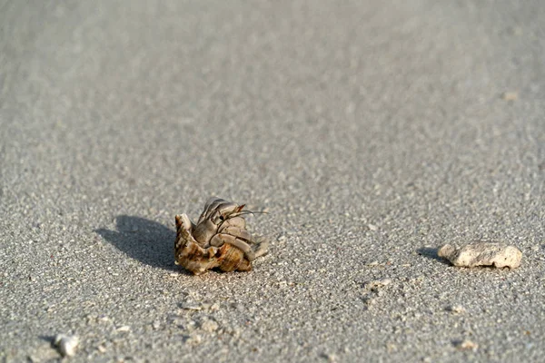 Caranguejo eremita na areia branca praia paradisíaca tropical — Fotografia de Stock